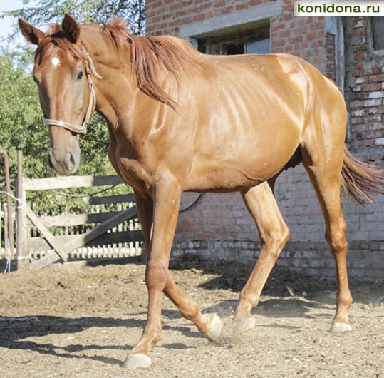 Продажа лошадей из Ростовской области. Буденновские, донские, тракененские - спортивные и хобби-класс