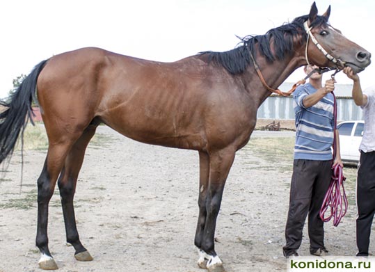 Продажа лошадей из Ростовской области. Буденновские, донские, тракененские - спортивные и хобби-класс