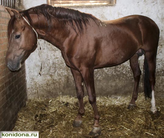 Продажа лошадей из Ростовской области. Буденновские, донские, тракененские - спортивные и хобби-класс