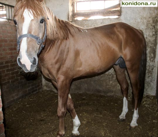 Продажа лошадей из Ростовской области. Буденновские, донские, тракененские - спортивные и хобби-класс